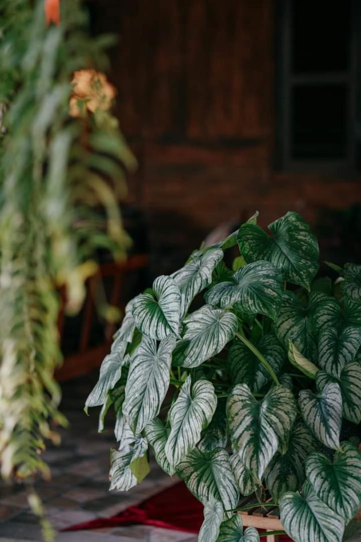 Harmony Garden - Home And Coffee Hue Buitenkant foto
